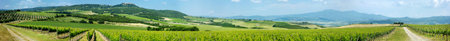 Panorama of beautiful wine fields in Italyの写真素材