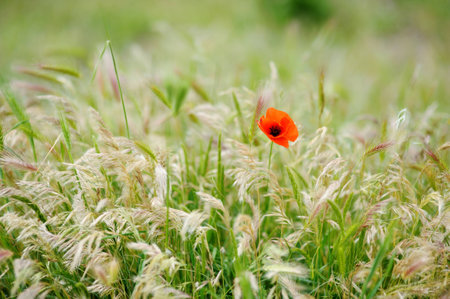 Lonely red poppy flowerの写真素材