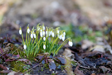 Spring snowdrop flowersの写真素材