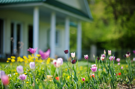 Beautiful colorful tulips in front of a big houseの写真素材