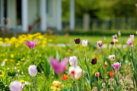 Beautiful colorful tulips in front of a big houseの写真素材