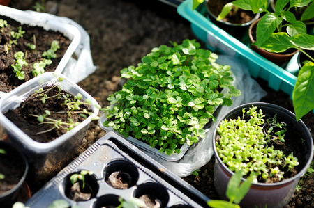 Young strawberry seedlings planted in a gardenの写真素材