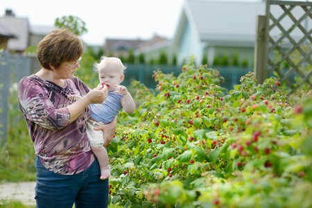 Grandmother and her baby girl picking raspberries in a gardenの写真素材