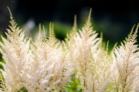 Beautiful white astilbe flower in the gardenの写真素材