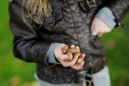 Little girl gathering acorns for crafting and playingの写真素材