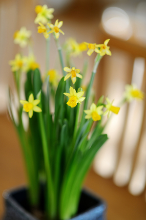 Beautiful spring narcissus flowers in pot on a tableの写真素材