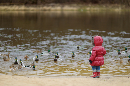 Adorable little girl feeding ducks at autumnの写真素材