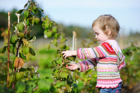 Adorable toddler girl picking raspberries in a gardenの写真素材