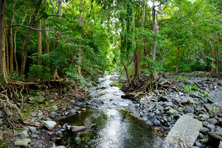 Spectacular tropical jungles of Mauritius islandの写真素材