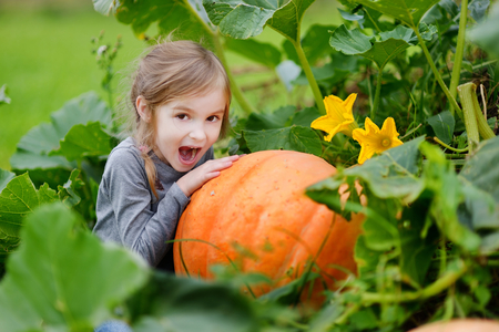 Cute little girl hugging a pumpkin in a pumpkin patchの写真素材
