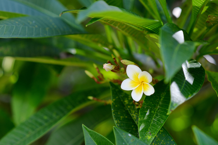 White frangipani tropical flowerの写真素材
