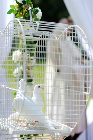 Two wedding doves as love symbolの写真素材