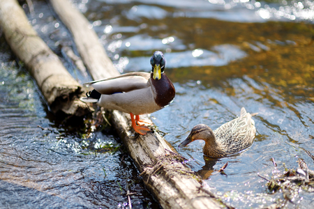Two ducks in a river at summerの写真素材