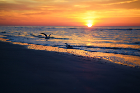 Picturesque sunset on a sandy beach at summerの写真素材