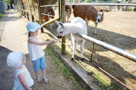 Two little sisters feeding a baby llama at the zoo on sunny summer dayの写真素材