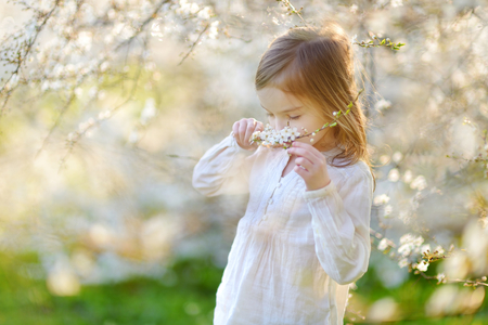 Adorable little girl in blooming cherry garden on beautiful spring dayの写真素材
