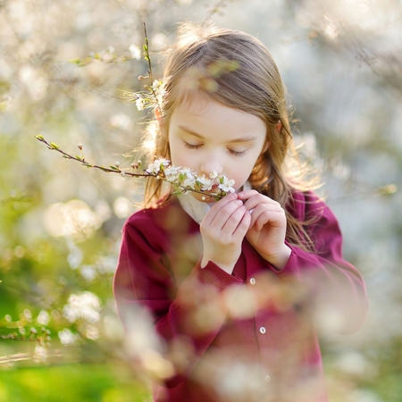 Adorable little girl in blooming cherry garden on beautiful spring dayの写真素材