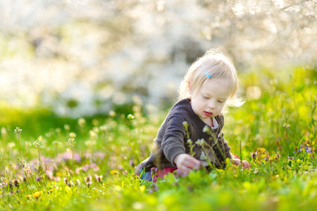 Adorable toddler girl in blooming cherry garden on beautiful spring dayの写真素材