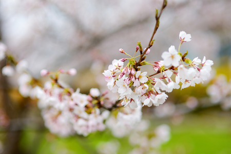 Beautiful cherry tree blossoming on springの写真素材