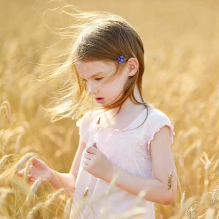 Adorable preschooler girl walking happily in wheat field on warm and sunny summer dayの写真素材
