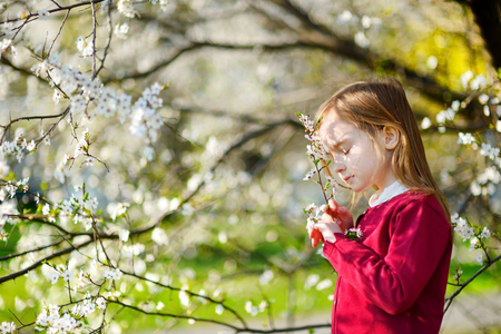Adorable little girl in blooming cherry garden on beautiful spring dayの写真素材