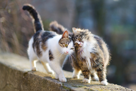 Two friendly cats on springの写真素材