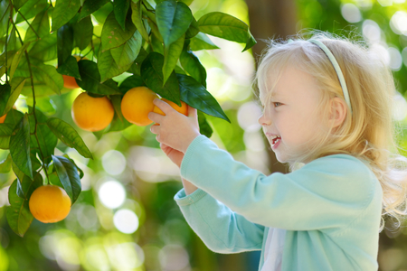 Adorable little girl picking fresh ripe oranges in sunny orange tree garden in Italyの写真素材