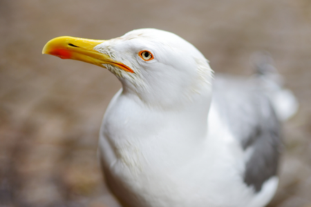 Close up portrait of a seagullの写真素材