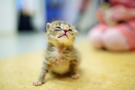 Cute little orphan kitten at homeの写真素材