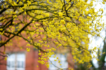 Dogwoods also known as cornus mas, cornelian cherry or european cornel blossoming on sunny spring dayの写真素材