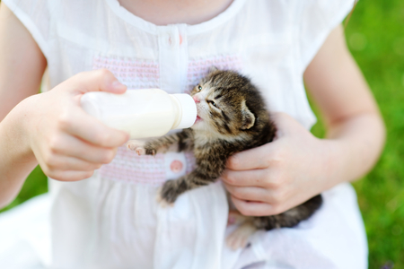 Adorable little girl feeding small kitten with kitten milk from the bottle at summer dayの写真素材