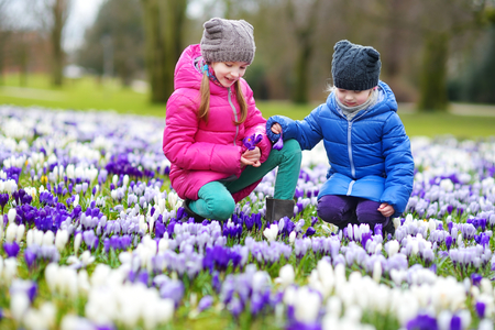 Two little sisters picking crocus flowers on beautiful blooming crocus meadow on early springの写真素材