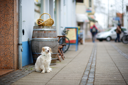 Dog on a leash tied to a store door patiently waiting for his master in Bremen, Germanyの写真素材