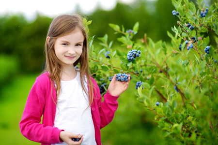 Cute little girl picking fresh berries on organic blueberry farm on warm and sunny summer dayの写真素材