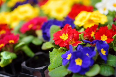Beautiful colorful flowers sold in outdoor flower shop in small town in Germanyの写真素材