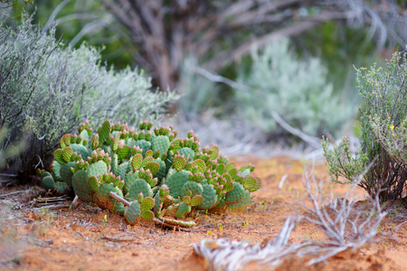 Blossomimg cactuses in Dixie National Forest near Yant Flat sandstone formations in Utah, USAの写真素材