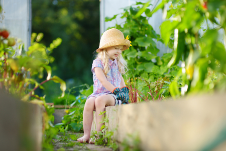 Adorable little girl wearing straw hat and childrens garden gloves playing with her toy garden tools in a greenhouse on sunny summer dayの写真素材