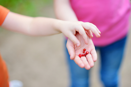 Close-up of childs hands holding fresh wild strawberries picked at organic strawberry farmの写真素材