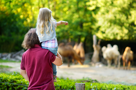 Young father and his little daughter watching camels in the zoo on warm and sunny summer day. Child and parent watching zoo animals standing by the fence.の写真素材