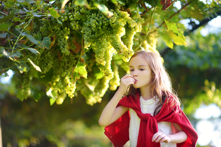 Cute little girl harvesting grapes in a vineyard. Child eating fresh ripe grapes in grape orchard in autumn.の写真素材