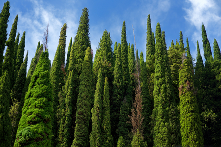 Beautiful tall cypress tree wall with blue cloudy sky above