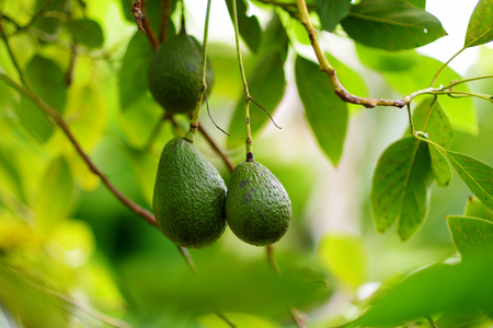 Bunch of fresh avocados ripening on an avocado tree branch in sunny gardenの写真素材