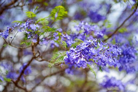Close up of beautiful purple jacaranda trees flowering along the roads of Big Island of Hawaii, USA