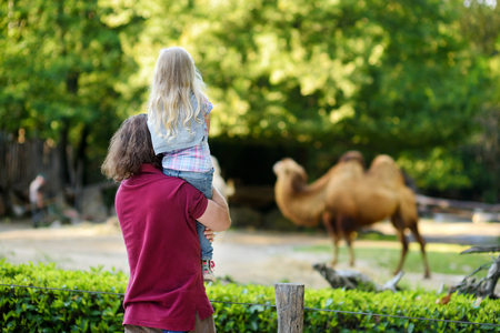 Young father and his little daughter watching camels in the zoo on warm and sunny summer day. Child and parent watching zoo animals standing by the fence.の写真素材