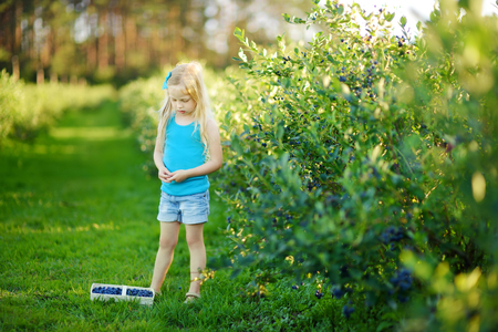 Cute little girl picking fresh berries on organic blueberry farm on warm and sunny summer day. Fresh healthy organic food for small kids.の写真素材