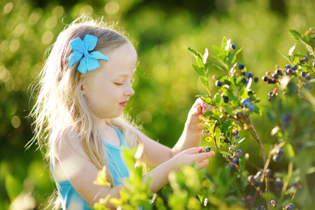 Cute little girl picking fresh berries on organic blueberry farm on warm and sunny summer day. Fresh healthy organic food for small kids.の写真素材