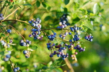 Organic blueberry berries ripening on bushes in an orchard. Harvesting fresh ripe berries.の写真素材