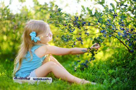 Cute little girl picking fresh berries on organic blueberry farm on warm and sunny summer day. Fresh healthy organic food for small kids.の写真素材