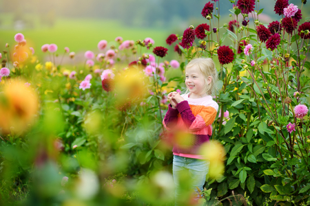 Cute little girl playing in blossoming dahlia field. Child picking fresh flowers in dahlia meadow on sunny summer day. Kid choosing flowers for her mother.の写真素材