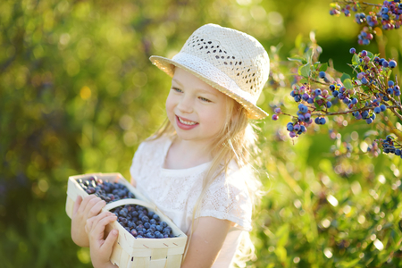 Cute little girl picking fresh berries on organic blueberry farm on warm and sunny summer day. Fresh healthy organic food for small kids.の写真素材